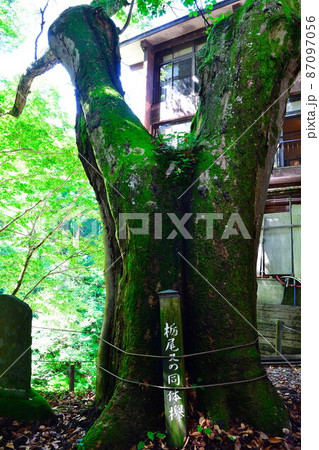 栃尾又温泉 子持ち杉と薬師堂(新潟県) 栃尾又温泉 子持ち杉と薬師堂(新潟県) 87097056