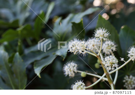 ヤツデの花 87097115