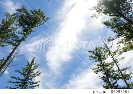 夏日の昼下がりの太陽 空と森を見上げるの写真素材 [87097565] - PIXTA