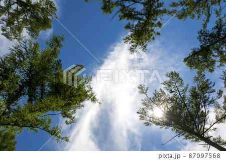 夏日の昼下がりの太陽 空と森を見上げるの写真素材 [87097568] - PIXTA