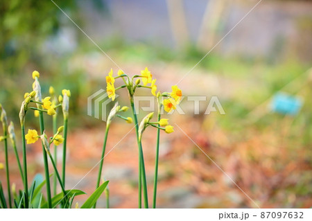 黄色のスイセンの花　タリア 87097632