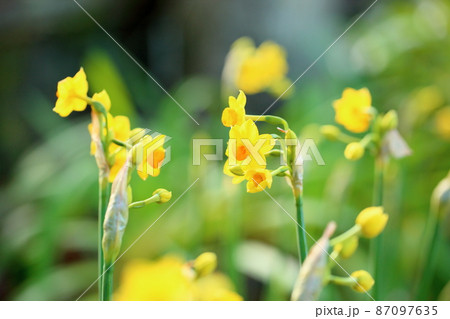 黄色のスイセンの花 タリア 黄色のスイセンの花 タリア 87097635