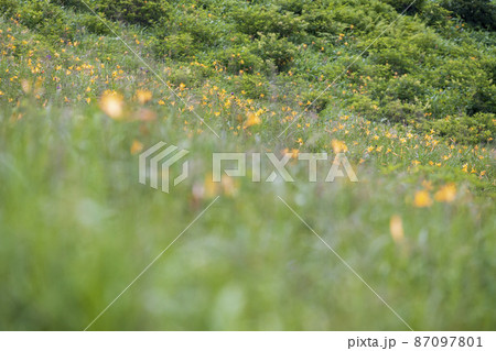 野反湖の湖畔に咲くニッコウキスゲ　夏景色【群馬県野反湖エリア】 87097801