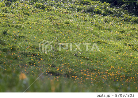 野反湖の湖畔に咲くニッコウキスゲ 夏景色【群馬県野反湖エリア】 野反湖の湖畔に咲くニッコウキスゲ 夏景色【群馬県野反湖エリア】 87097803