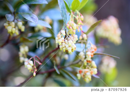 イチゴノキの花 87097926