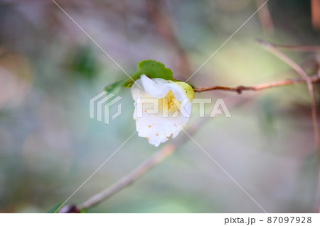 白侘助の花 白侘助の花 87097928
