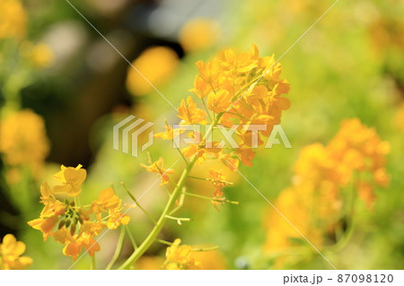 菜の花 87098120