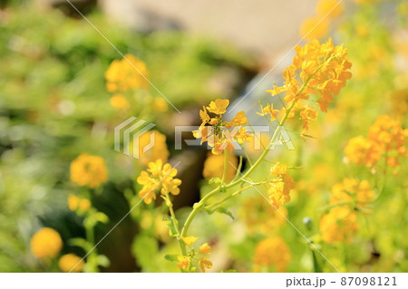 菜の花 菜の花 87098121