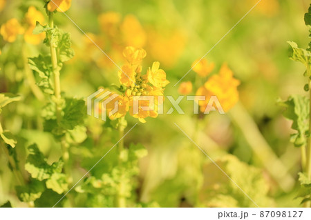 菜の花 菜の花 87098127