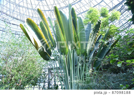 オウギバショウ・旅人木・タビビトノキ 87098188