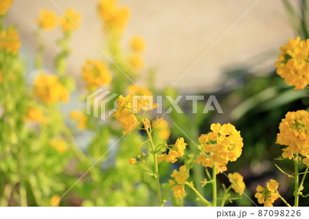 菜の花 菜の花 87098226