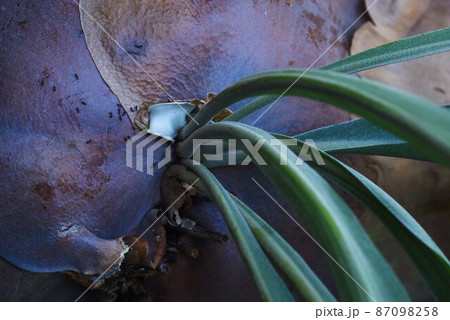 ビカクシダ（麋角羊歯） 87098258