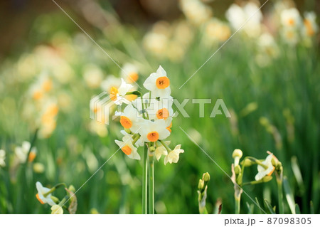 スイセンの花 87098305