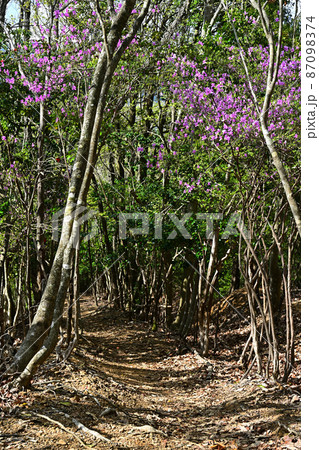 向山連山より 87098374