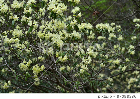 向山連山より 87098536