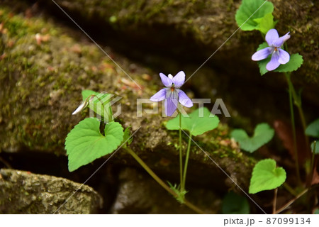 春の花 春の花 87099134