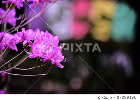 春の花 春の花 87099136