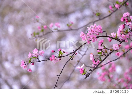 春の花 春の花 87099139