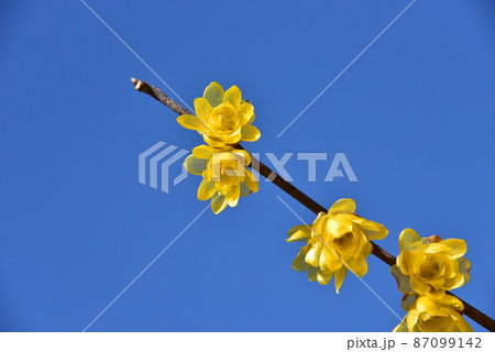春の花 春の花 87099142
