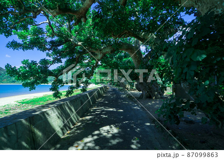 諸鈍デイゴ並木 (加計呂麻島) 諸鈍デイゴ並木 (加計呂麻島) 87099863