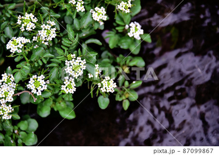 春の花 春の花 87099867