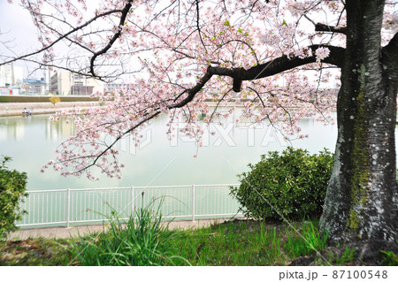 琵琶ヶ池水辺公園の桜 琵琶ヶ池水辺公園の桜 87100548