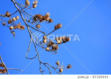 たくさんの実をつけたユリノキ（ハンテンボク）　　　 87100934