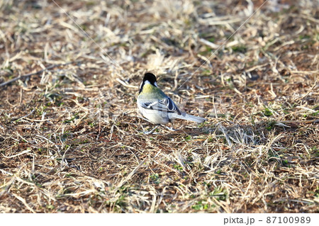 地面に降りてエサを探すシジュウカラ 地面に降りてエサを探すシジュウカラ 87100989