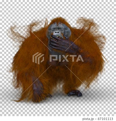 猩猩 87101113