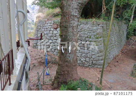 久能山城遺構の石垣と御神木 87101175