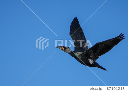 青空バックに悠然と飛ぶ繁殖期のカワウ 87101213