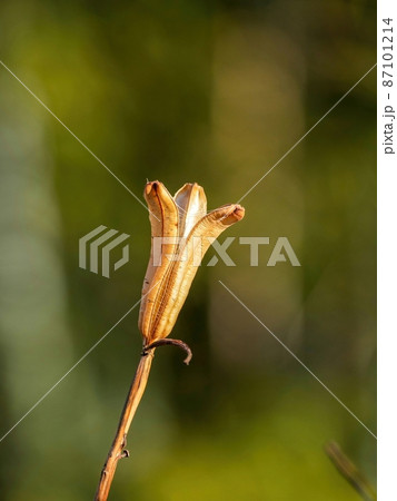 冬の日差しを浴びて輝くテッポウユリの種の散った後の様子 冬の日差しを浴びて輝くテッポウユリの種の散った後の様子 87101214