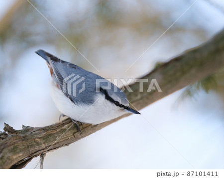 ゴジュウカラ 87101411