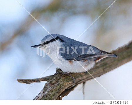 ゴジュウカラ 87101412