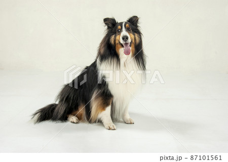 お座りするシェルティの写真素材 [87101561] - PIXTA