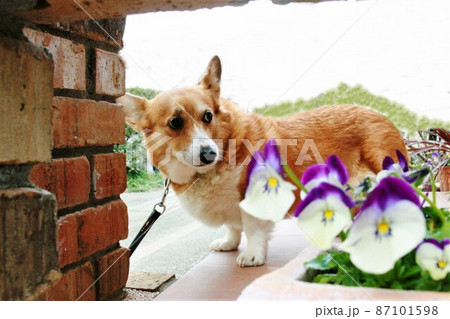 レンガ越しのコーギー犬 レンガ越しのコーギー犬 87101598