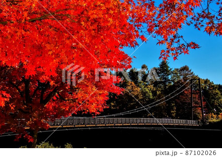 秋の紅葉と吊り橋　駒ケ根高原こまくさ橋 87102026