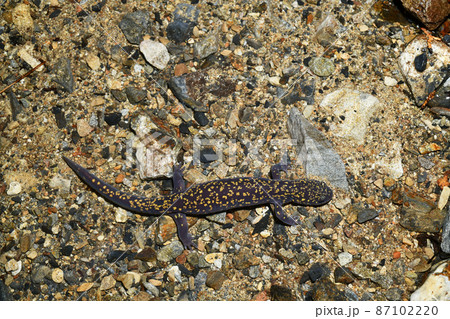 ヒガシヒダサンショウウオ雌 ヒガシヒダサンショウウオ雌 87102220
