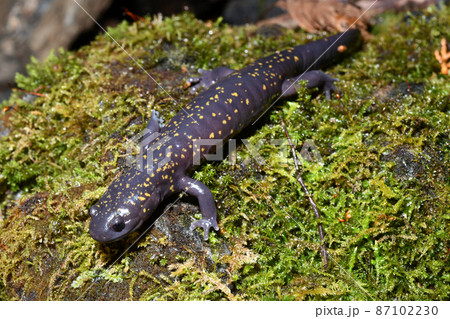 ヒガシヒダサンショウウオ雌 87102230
