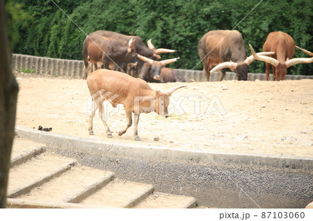 動物園 ソウル大公園 象 87103060