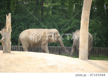 動物園 ソウル大公園 象 87103088