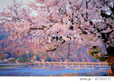 京都 嵐山の渡月橋と桜 京都 嵐山の渡月橋と桜 87103771