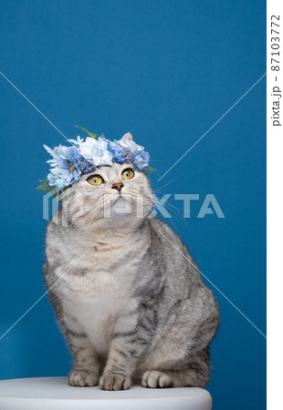 cute cat sitting on blue background wearing flower crown with blue blossoms cute cat sitting on blue background wearing flower crown with blue blossoms 87103772