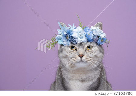fluffy cat wearing blue flower crown on purple background portrait fluffy cat wearing blue flower crown on purple background portrait 87103780