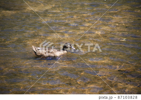 マガモ 池 アヒル 87103828