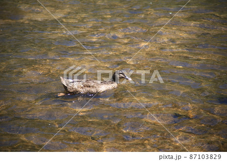 マガモ 池 アヒル 87103829