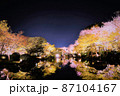 京都　東寺　桜のライトアップ 87104167