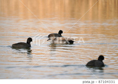 オカヨシガモとオオバン 87104331