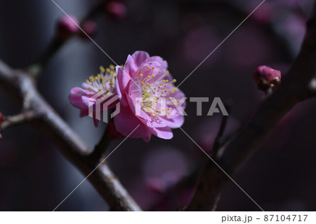 ウメの花・ピンク ウメの花・ピンク 87104717