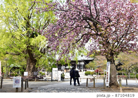 神奈川県藤沢市　遊行寺境内の満開八重桜と新緑大イチョウ 87104819